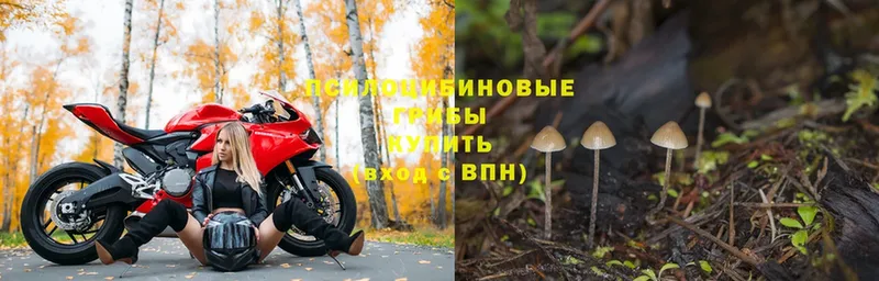 Галлюциногенные грибы Psilocybe  mega tor  даркнет какой сайт  Кирс 